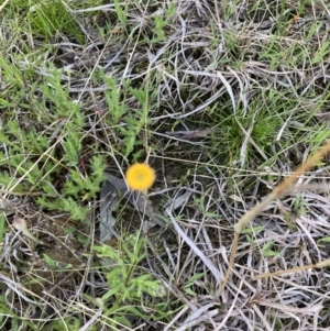 Leptorhynchos squamatus subsp. squamatus at Crace, ACT - 22 Sep 2021