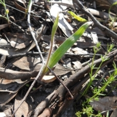 Caladenia sp. (A Caladenia) at Greenleigh, NSW - 22 Sep 2021 by Liam.m