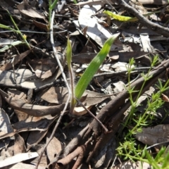 Caladenia sp. at Greenleigh, NSW - 22 Sep 2021