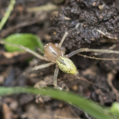 Cheiracanthium sp. (genus) (Unidentified Slender Sac Spider) at Higgins, ACT - 12 Sep 2021 by AlisonMilton