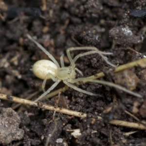 Cheiracanthium sp. (genus) at Higgins, ACT - 12 Sep 2021