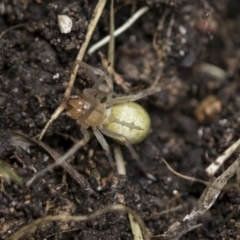 Cheiracanthium sp. (genus) at Higgins, ACT - 12 Sep 2021