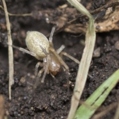 Cheiracanthium sp. (genus) at Higgins, ACT - 12 Sep 2021