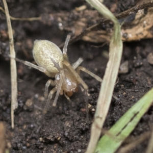 Cheiracanthium sp. (genus) at Higgins, ACT - 12 Sep 2021