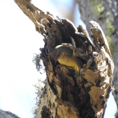 Acanthiza reguloides (Buff-rumped Thornbill) at Carwoola, NSW - 22 Sep 2021 by Liam.m