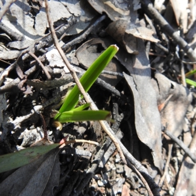 Diuris sp. (A Donkey Orchid) at Carwoola, NSW - 22 Sep 2021 by Liam.m