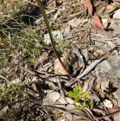 Thelymitra sp. (A Sun Orchid) at Carwoola, NSW - 22 Sep 2021 by Liam.m