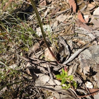 Thelymitra sp. (A Sun Orchid) at Carwoola, NSW - 22 Sep 2021 by Liam.m