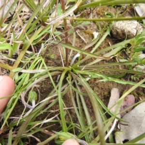 Microseris walteri at Carwoola, NSW - 20 Sep 2021