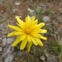 Microseris walteri at Carwoola, NSW - 20 Sep 2021