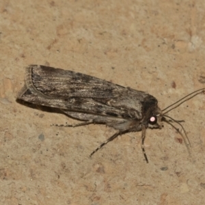 Agrotis munda at Higgins, ACT - 11 Sep 2021