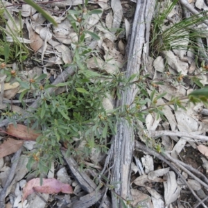 Hibbertia obtusifolia at Carwoola, NSW - suppressed