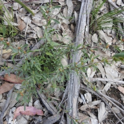 Hibbertia obtusifolia (Grey Guinea-flower) at Carwoola, NSW - 20 Sep 2021 by Liam.m