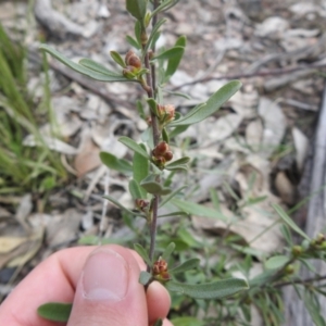 Hibbertia obtusifolia at Carwoola, NSW - suppressed