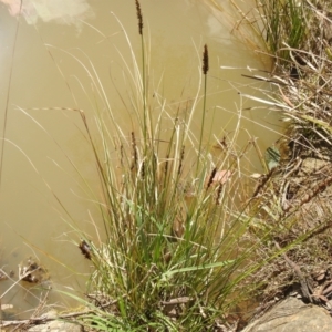 Carex appressa at Carwoola, NSW - 20 Sep 2021