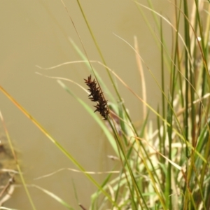 Carex appressa at Carwoola, NSW - 20 Sep 2021