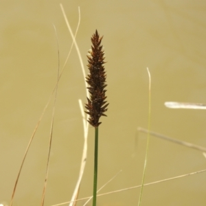 Carex appressa at Carwoola, NSW - 20 Sep 2021