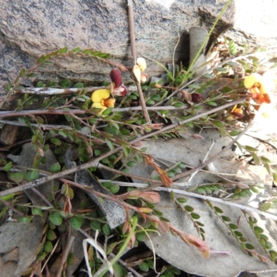 Bossiaea buxifolia (Matted Bossiaea) at Carwoola, NSW - 20 Sep 2021 by Liam.m