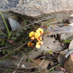 Bossiaea buxifolia at Carwoola, NSW - suppressed