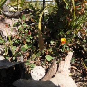 Bossiaea prostrata at Carwoola, NSW - 20 Sep 2021