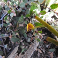 Bossiaea prostrata at Carwoola, NSW - 20 Sep 2021