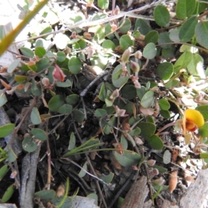 Bossiaea prostrata at Carwoola, NSW - 20 Sep 2021