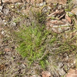 Vittadinia muelleri at Carwoola, NSW - suppressed