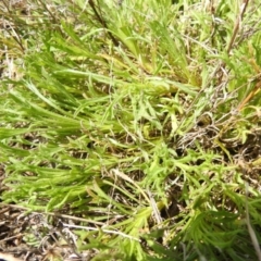 Vittadinia muelleri at Carwoola, NSW - suppressed