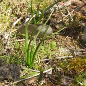 Bulbine sp. at Carwoola, NSW - 20 Sep 2021