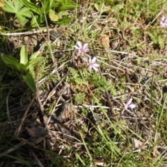 Erodium cicutarium (Common Storksbill, Common Crowfoot) at Carwoola, NSW - 20 Sep 2021 by Liam.m