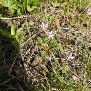 Erodium cicutarium at Carwoola, NSW - 20 Sep 2021