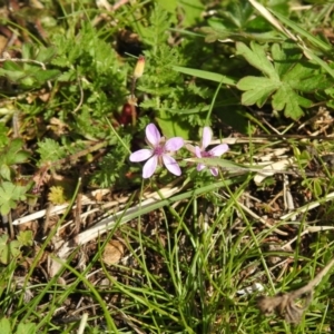 Erodium cicutarium at Carwoola, NSW - 20 Sep 2021