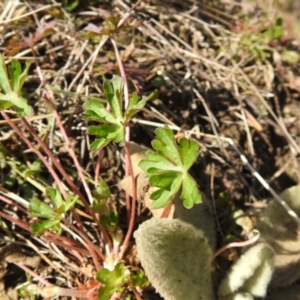 Geranium sp. at Carwoola, NSW - suppressed