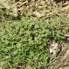 Geranium sp. at Carwoola, NSW - suppressed