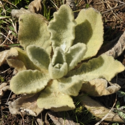 Verbascum thapsus subsp. thapsus (Great Mullein, Aaron's Rod) at Carwoola, NSW - 20 Sep 2021 by Liam.m