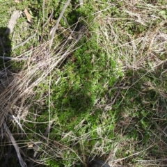 Acaena novae-zelandiae at Carwoola, NSW - 20 Sep 2021