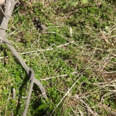 Acaena novae-zelandiae at Carwoola, NSW - 20 Sep 2021