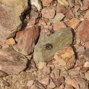 Euophryinae sp. (Rockhopper) undescribed at Carwoola, NSW - 20 Sep 2021