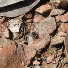 Euophryinae sp. (Rockhopper) undescribed at Carwoola, NSW - suppressed