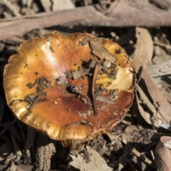 Cortinarius sp. (Cortinarius) at Bruce Ridge to Gossan Hill - 22 Jul 2021 by AlisonMilton