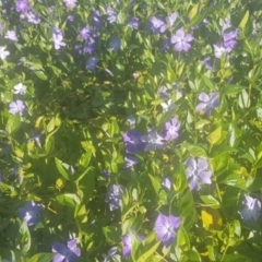 Vinca major at Watson, ACT - suppressed