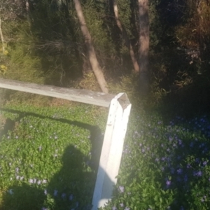 Vinca major at Watson, ACT - suppressed