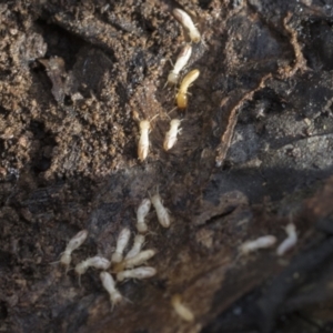 Termitoidae (informal group) at Bruce, ACT - 22 Jul 2021