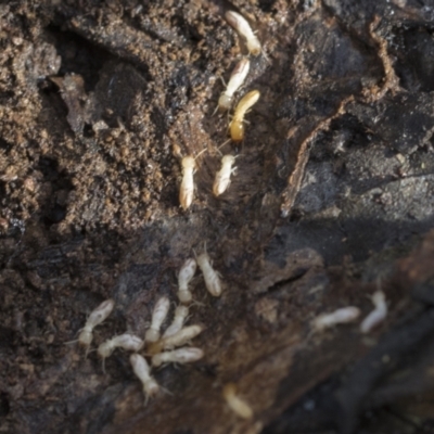 Termitoidae (informal group) (Unidentified termite) at Bruce, ACT - 22 Jul 2021 by AlisonMilton