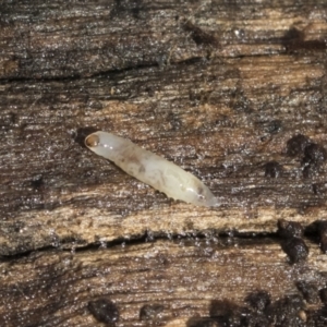 Termitoidae (informal group) at Bruce, ACT - 22 Jul 2021