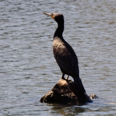 Phalacrocorax carbo (Great Cormorant) at Isabella Plains, ACT - 22 Sep 2021 by RodDeb