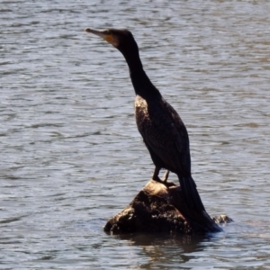 Phalacrocorax carbo at Isabella Plains, ACT - 22 Sep 2021