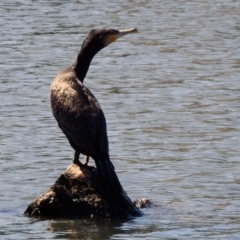 Phalacrocorax carbo at Isabella Plains, ACT - 22 Sep 2021