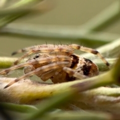 Araneinae (subfamily) (Orb weaver) at Murrumbateman, NSW - 20 Sep 2021 by SimoneC