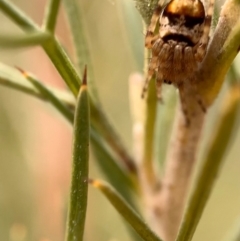 Araneinae (subfamily) at Murrumbateman, NSW - 20 Sep 2021